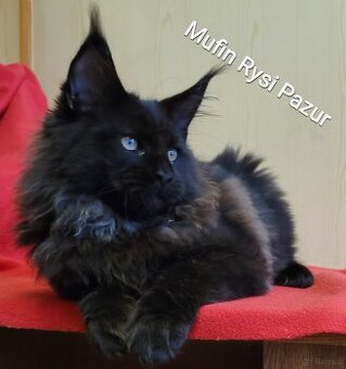 Śliczny kocurek maine coon