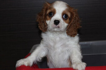 Cavalier King Charles Spaniel szczeniaczki ZKwP po CH.PL.