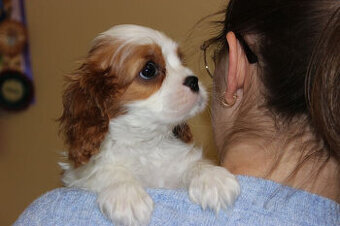Cavalier King Charles Spaniel szczeniaczki ZKwP po CH.PL.
