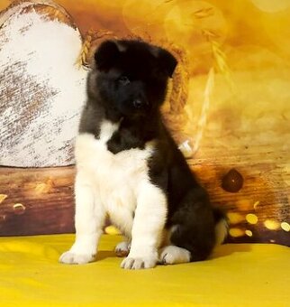 Szczenię rasy akita amerykańska z rodowodem