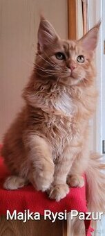 Mruczącą koteczka maine coon