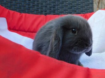 Piękne baranki mini lop niebieskie