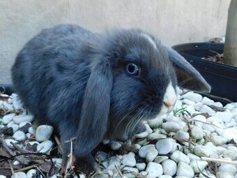 Piękne baranki mini lop niebieskie