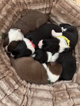 Border Collie z PP /FCI/ szczenięta