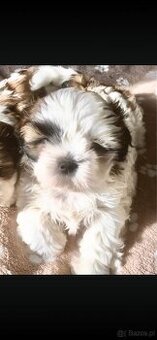 Szczeniaczki shih tzu trikolor