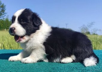 Border Collie - przebadani sprawdzeni rodzice, piękne szczen