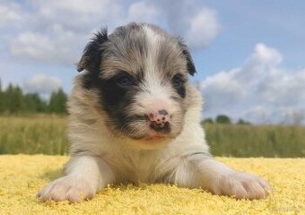 Wspaniała suczka blue-merle BORDER COLLIE - przebadani rodz,