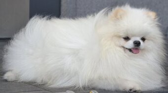 SZPIC MINIATUROWY POMERANIAN PIĘKNY MALUTKI BIAŁY REPRODUKTO