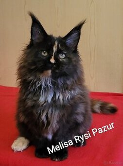 Rozkoszna szylkretka maine coon