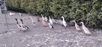 Biegusy indyjskie niespokrewnione 2025r.