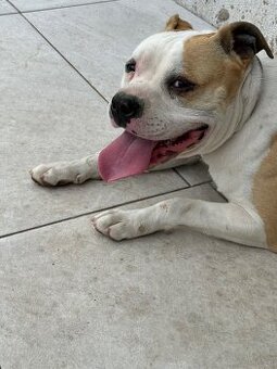 Pies amstaff