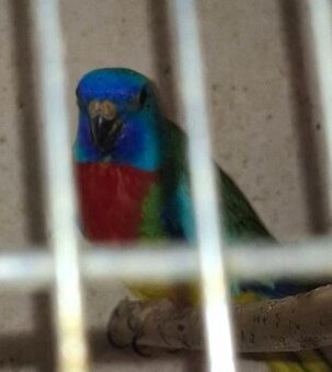 Papugi lakówki wspaniale