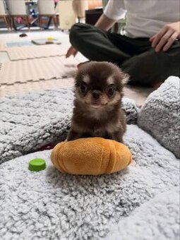 Szczenięta chihuahua na sprzedaż