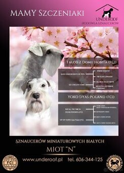 Sznaucer miniaturowy biały