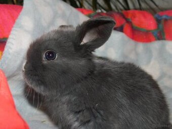 Niebieskie baranki mini lop samiczki