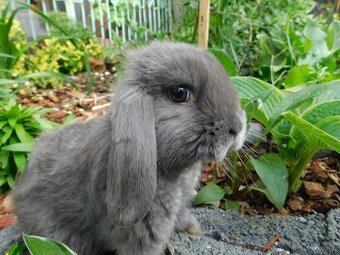 Niebieskie baranki mini lop samiczki