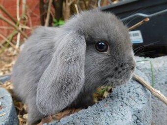 Niebieskie baranki mini lop samiczki