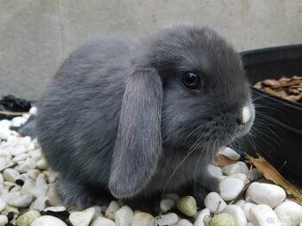 Niebieskie baranki mini lop samiczki