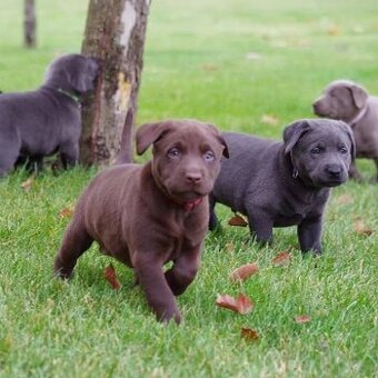 Labrador Retriever Welpen.+43 678 70413678..