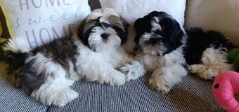 Shih-tzu wypieszczone szczeniaki z rodowodem (Shih tzu)