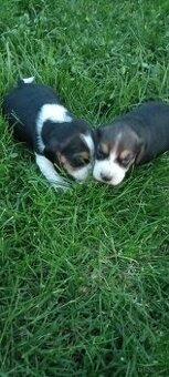 Beagle pieseki i suczka