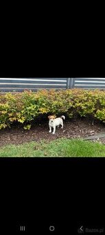 Suczka Jack Russell Terrier