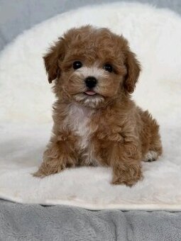 Szczenięta rasy maltipoo na sprzedaż