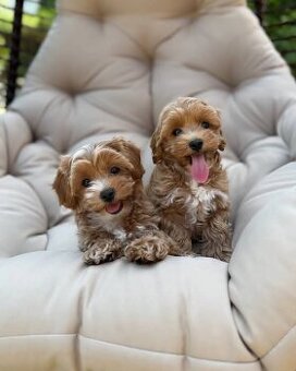 Maltipoo Welpen suchen ein Zuhause..+43 678 70413678