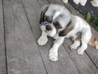 Shih tzu reproduktor