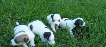Jack Russell terrier