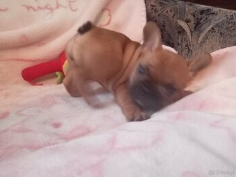 Buldog francuski
