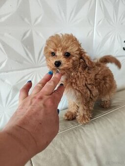 Pudel miniaturowy toy