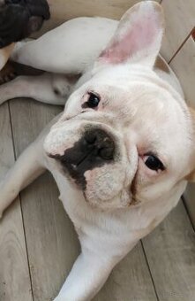 Buldog francuski