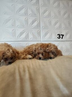 Maltipoo f1