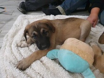 Oddam pieska samczyka