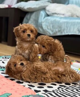Zarejestrowane szczenięta rasy Maltipoo do adopcji.