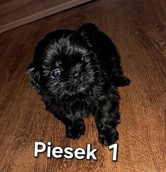 Sprzedam  shih-tzu