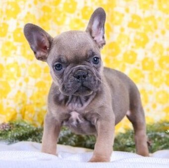 Französische Bulldogge Welpen..+43 678 70413678