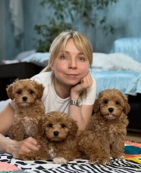 Śliczne szczenięta rasy Maltipoo do adopcji.