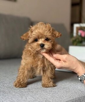 Dostępne szczenięta rasy Maltipoo (samce).