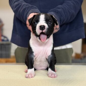 Ekskluzywne szczenięta Ruffian Amstaff