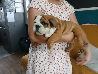 Buldog Angielski