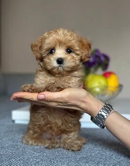 2 Szczenięta rasy Maltipoo szukają nowego domu.