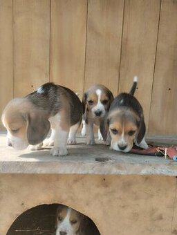 Beagle