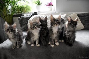 piękne kocięta maine coon