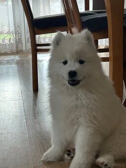 Śliczne pieski Samoyed