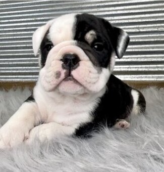 Englische Bulldoggenwelpen..+43 678 70413678.