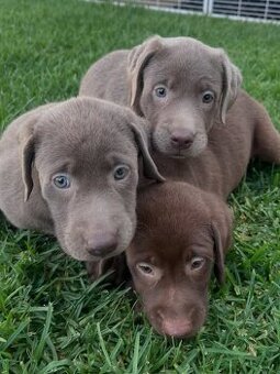 Labrador Welpen.+43 678 70413678..