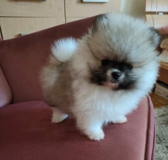 Szpic miniaturowy - pomeranian suczka mini