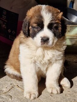 Bernardyn szczenięta-śliczne